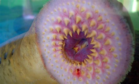 Reductress Rare Vagina Fish Caught On Tape