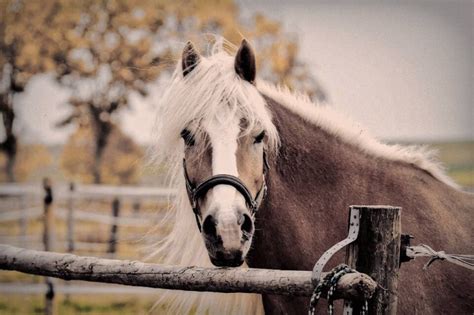 Konie Haflinger Historia I Charakterystyka Rasy