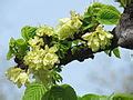 Ulmus glabra 'Camperdownii' - Wikipedia 