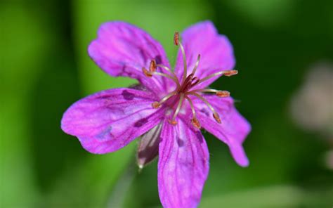 Geranium Caespitosum Pineywoods Geranium Southwest Desert Flora