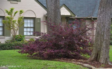 Unpruned Loropetalum Allowed To Grow To Its Natural Size And State Lee