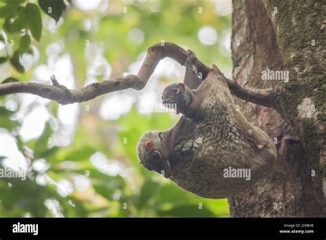 Colugo baby hi-res stock photography and images - Alamy