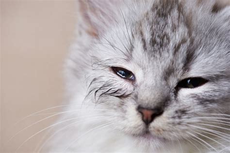 how to know if cat has eye infection