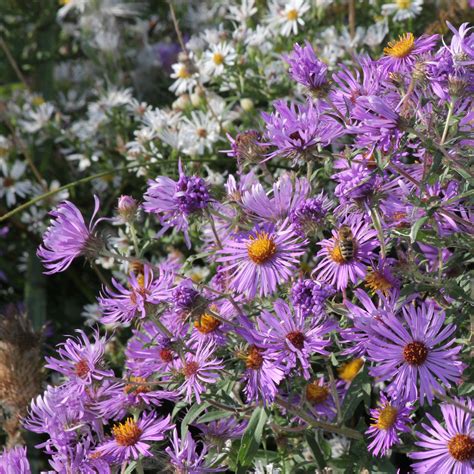 Climbing Aster - Ampelaster carolinianus – Wellspring Gardens