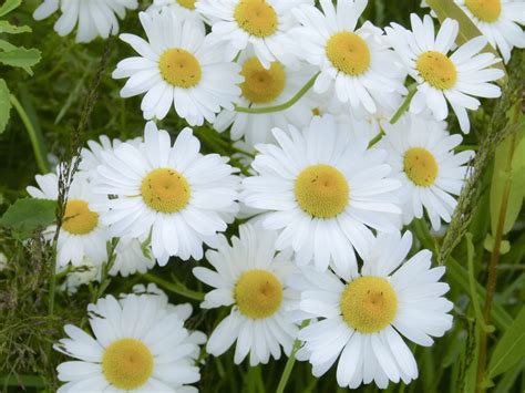 Poze Natur Buchet Lunc Floare Petal Margaret Iarb