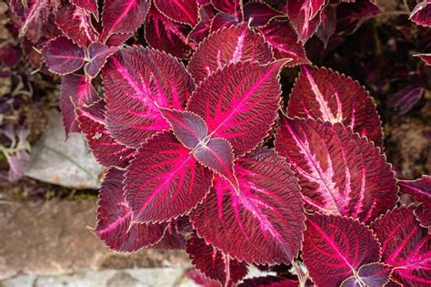 Coleus scutellarioides comúnmente conocido como coleo Foto Premium