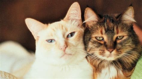 cats grieve lovecats world