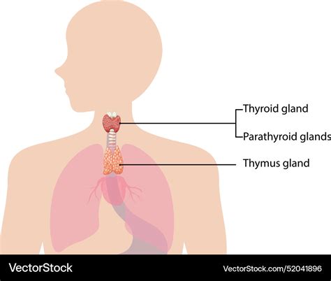 Thyroid parathyroid and thymus glands Royalty Free Vector