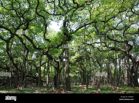 Great banyan tree Botanical garden at Howrah ; Calcutta ; West Bengal ...