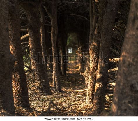 Coniferous Forest Floor Natural Light Stock Photo 698351950 Shutterstock