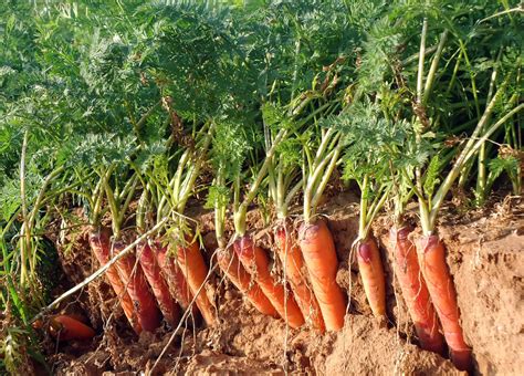 How To Plant And Grow Carrots Harvest To Table