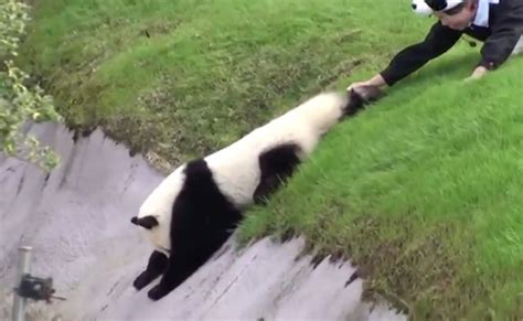 The Panda That Can't Stop Rolling Down A Hill Is All Of Us On A Monday