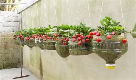 Diy Edible Garden Ideas From Plastic Bottles Balcony Garden Web