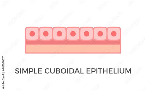 Simple cuboidal epithelium. Epithelial tissue types. A single layer of ...