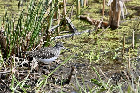 Ebird Checklist May Parc De La Rivi Re Beauport Secteur