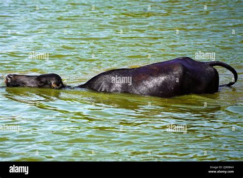 Buffaloes Taking A Dip In The Lake On A Hot Summer Day On The Outskirts