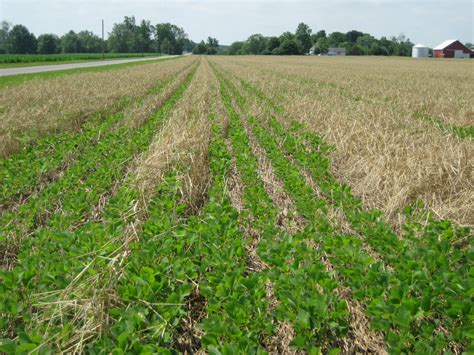 rye as a cover crop 1