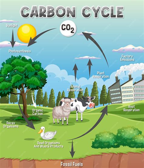 Ciclo Del Carbono Para Dibujar