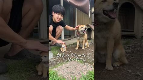 自分にそっくりな子犬を撫でた時の犬の反応ww【検証】shorts 動物（犬・猫 他色々）【まとめ動画】