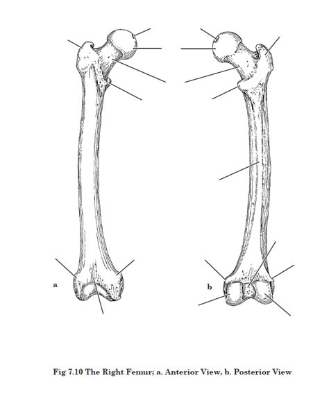 Aandp The Right Femur Anterior And Posterior Views Diagram Quizlet