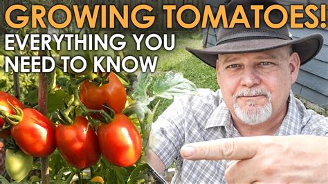 Growing TOMATOES Everything You Need To Know Black Gumbo YouTube