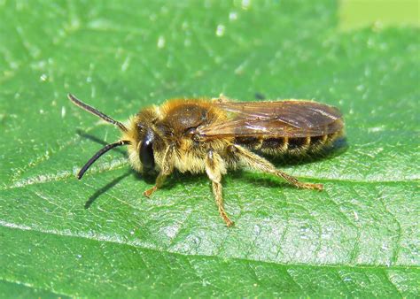 Andrena Labialis Male Yardley Hastings Northants D Flickr