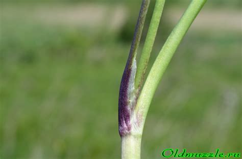 Растения Пензенской области: Лютик ползучий