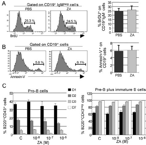 Effect Of ZA On B Cell Proliferation Apoptosis And Differentiation