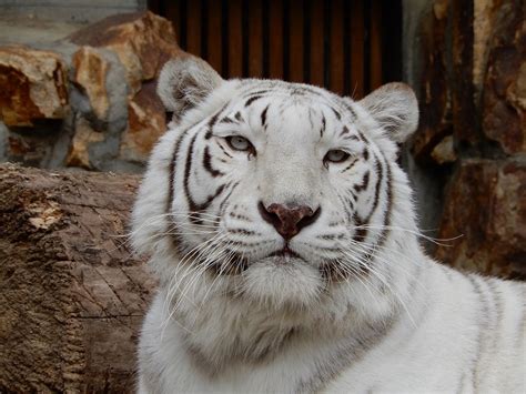 ホワイトタイガー（ベンガルトラ：白変種） 【公式】池田動物園