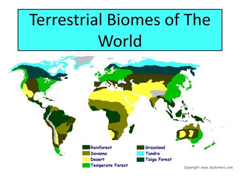 Ppt Terrestrial Biomes Of The World Powerpoint Presentation Free Download Id 2495636