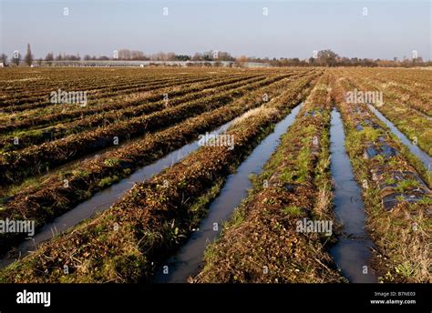 Waterlogged Furrows In A Field Stock Photo Alamy