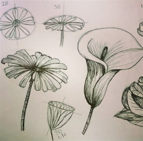 Observational Drawings Of Flowers I Did For Art Flower Drawing Observational Drawing Drawings