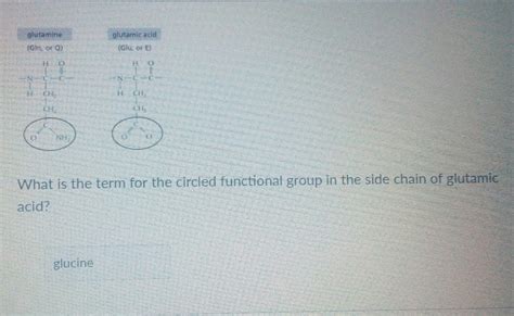 Solved glutamine glutamicacid 1非 What is the term for the | Chegg.com