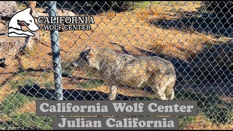 California Wolf Center Julian California Youtube