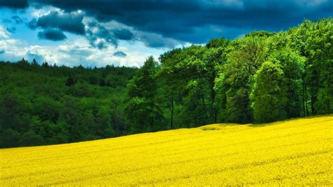 Yellow Flowers Field Slope Green Trees Forest Background Under Blue Sky