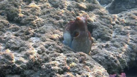 Octopus eating a fish in the deep sea image - Free stock photo - Public ...