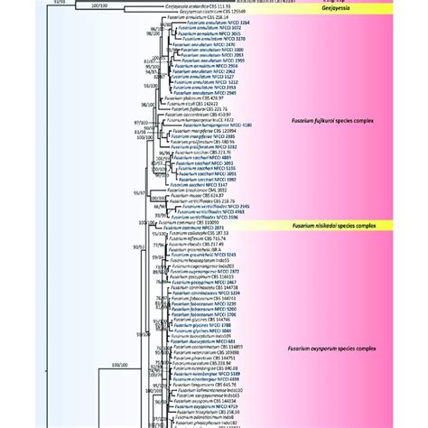 Maximum Likelihood Iq Tree Ml Consensus Tree Inferred From The