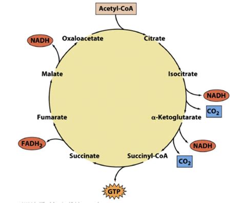 Metabolism Flashcards Quizlet