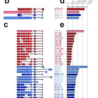 Messenger Rna Mrna Isoforms Of The Eef A Gene A Reference Gene