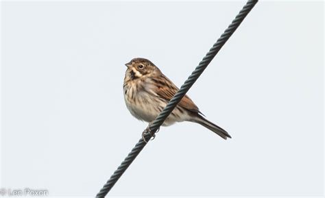 Reed Bunting M Croston Moss Lancs UK LPA 3443 Kestrel2694 Flickr