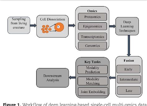 PDF Multimodal Deep Learning Approaches For Single Cell Multi Omics