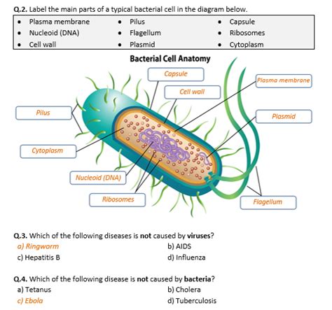 Viruses And Bacteria Worksheet Live Worksheets Worksheets Library