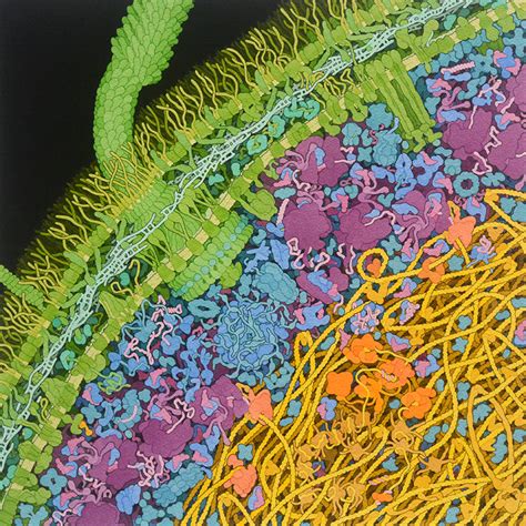 Escherichia Coli Life Cycle