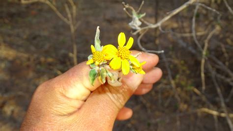 Brittlebush from La Paz B C S México on March 06 2023 at 06 43 PM