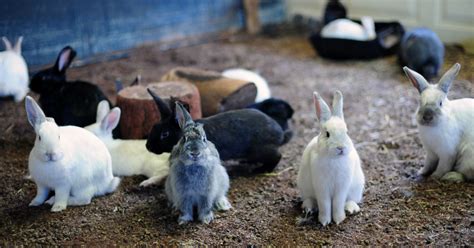 Coelhos Brasileiros Come Am A Ter Interesse Na Cria O Dos Animais