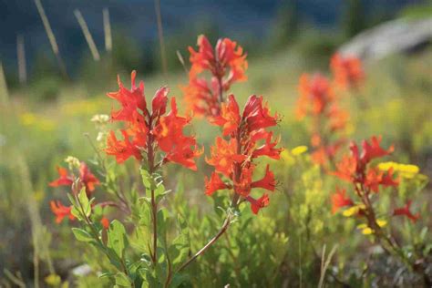 Red Columbine Flower Meaning, Symbolism & Spiritual Significance ...