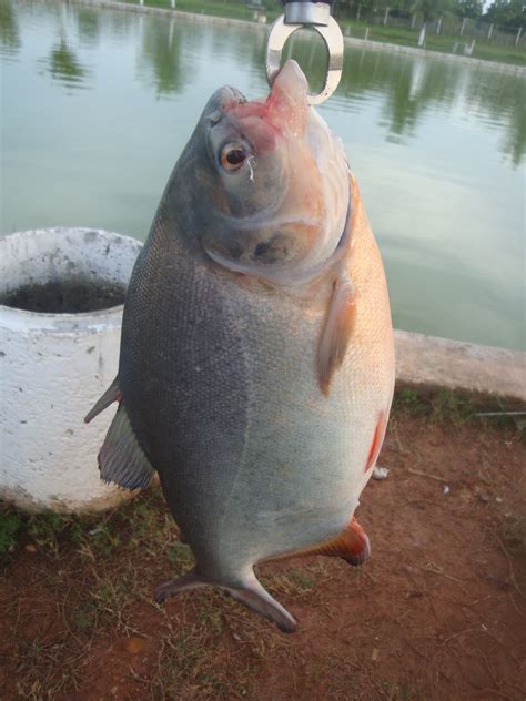 Peixe Morre Pela Boca - Estou Procurando o que Fazer...: Peixe morre pela boca