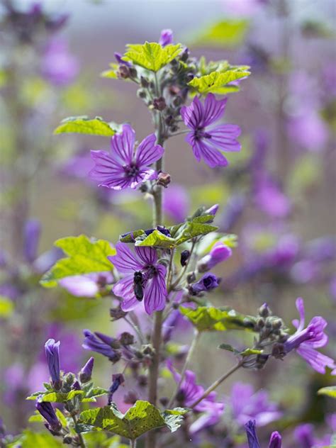 Malva Blommor V Xt Lila Gratis Foto P Pixabay Pixabay