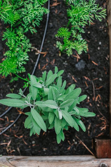 5 Tips for Growing Carrots in Raised Beds — The Purposeful You · Garden ...