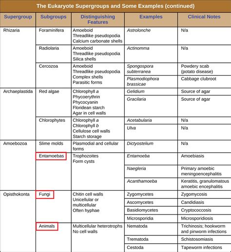 41 Unicellular Eukaryotic Parasites Allied Health Microbiology